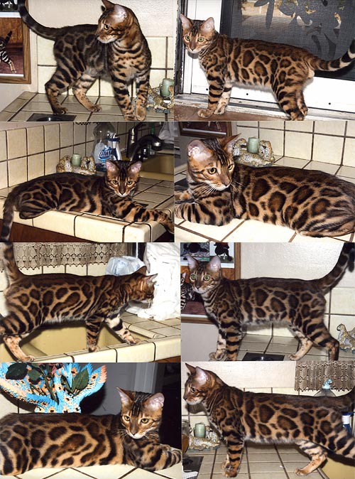 Bengal Cat Bengal Cat