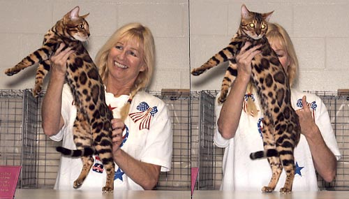 Bengal Cat Bengal Cat