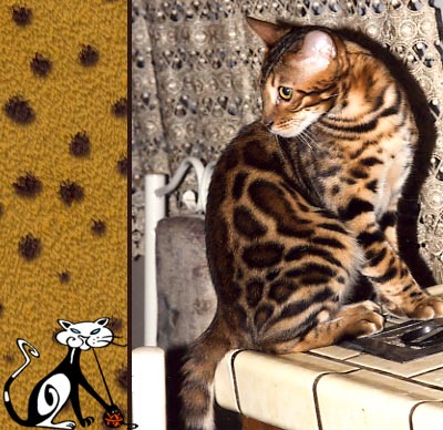 Bengal Cat Bengal Cat