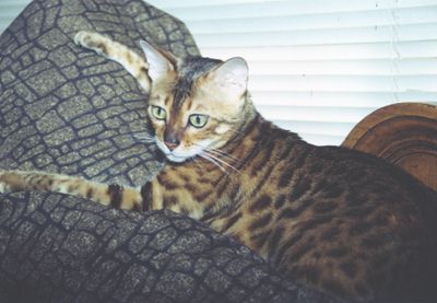 Bengal Kittens