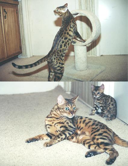 Bengal Kittens
